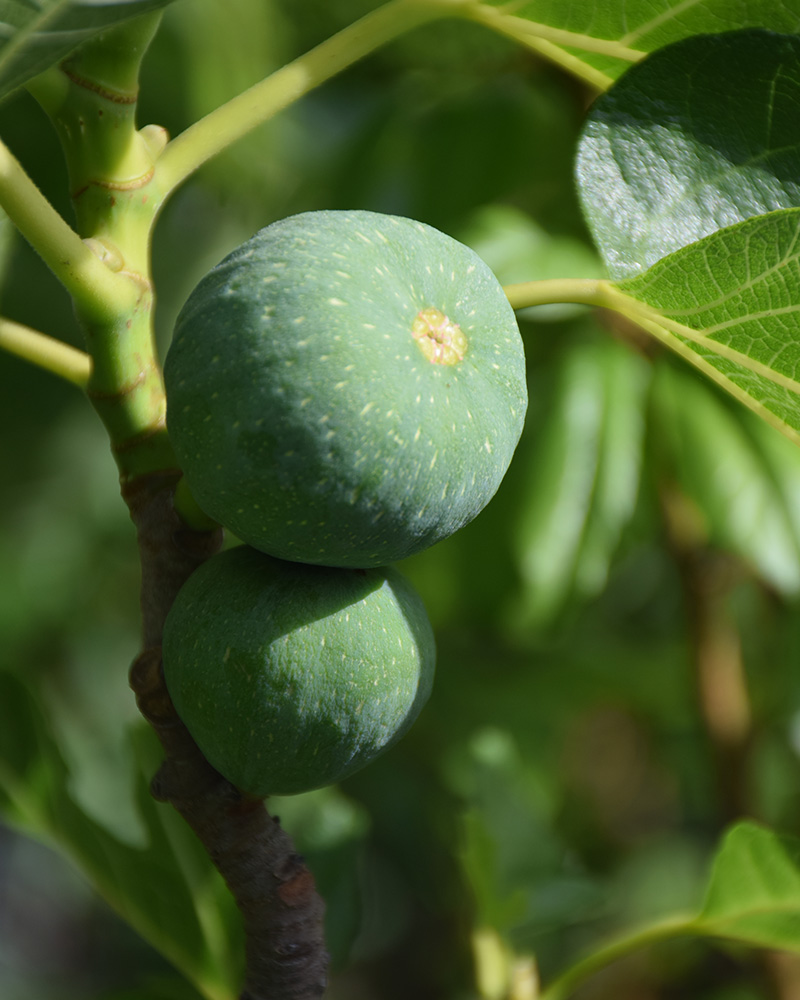 Desert King Fig #2<br><i>Ficus carica 'Desert King'</br></i>