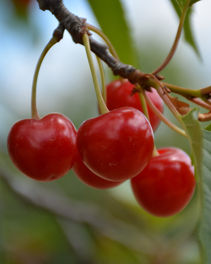 Montmorency Cherry #5<br><i>Prunus 'Montmorency'</br></i>