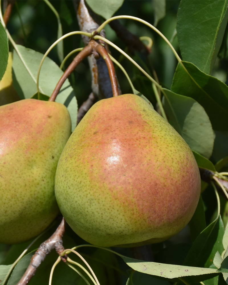 Parker Pear #5<br><i>Pyrus 'Parker'</br></i>