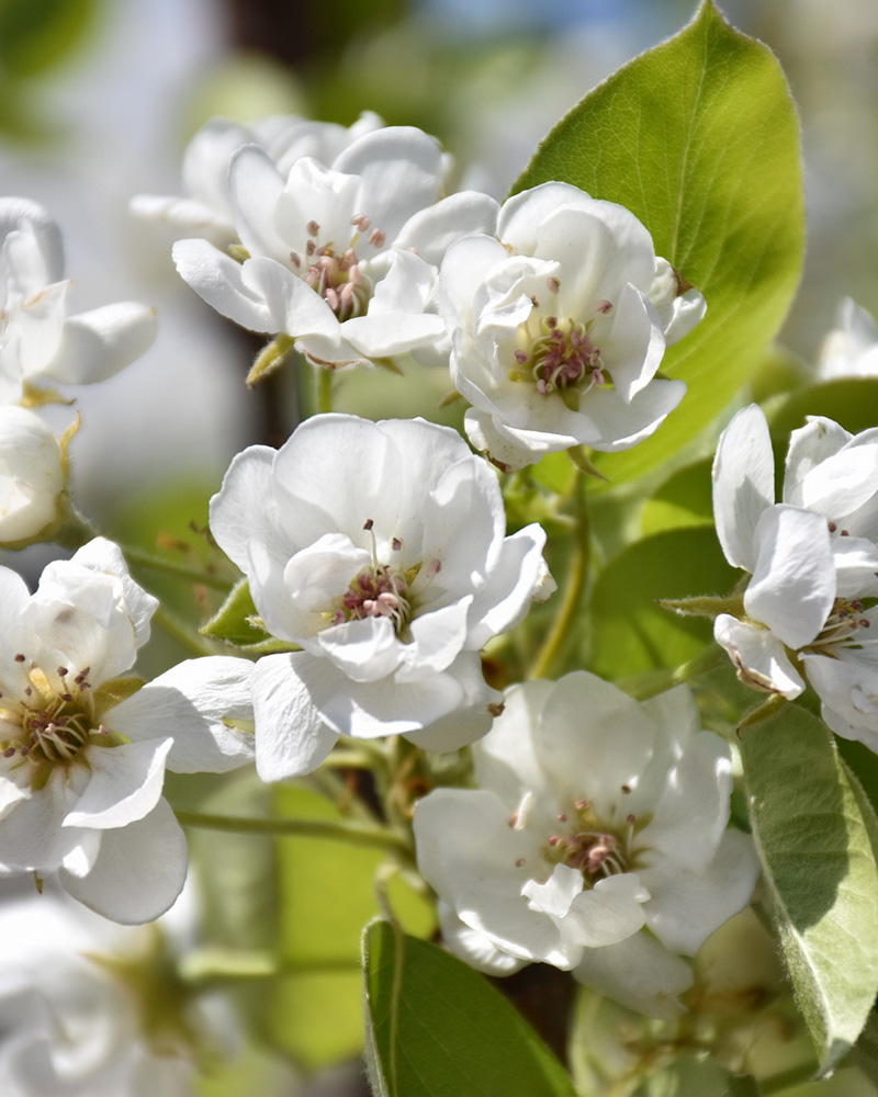 Parker Pear #5<br><i>Pyrus \'Parker\'</br></i>