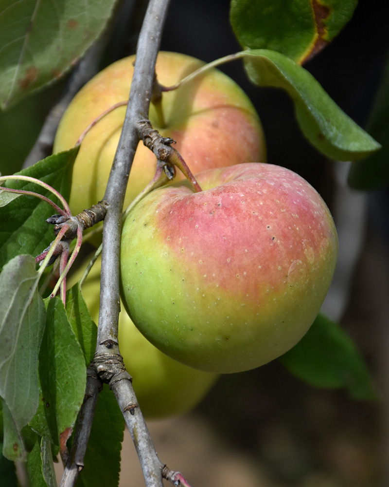 Zestar Apple #5<br><i>Malus 'Zestar'</br></i>