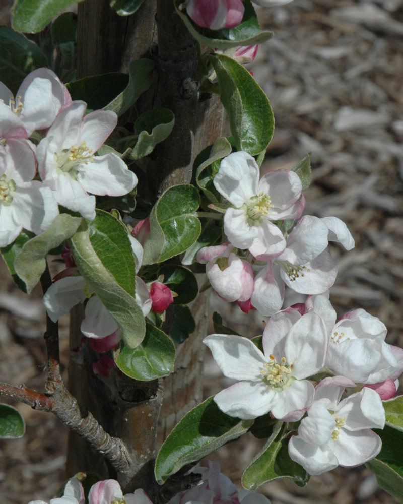 Zestar Apple #5<br><i>Malus \'Zestar\'</br></i>