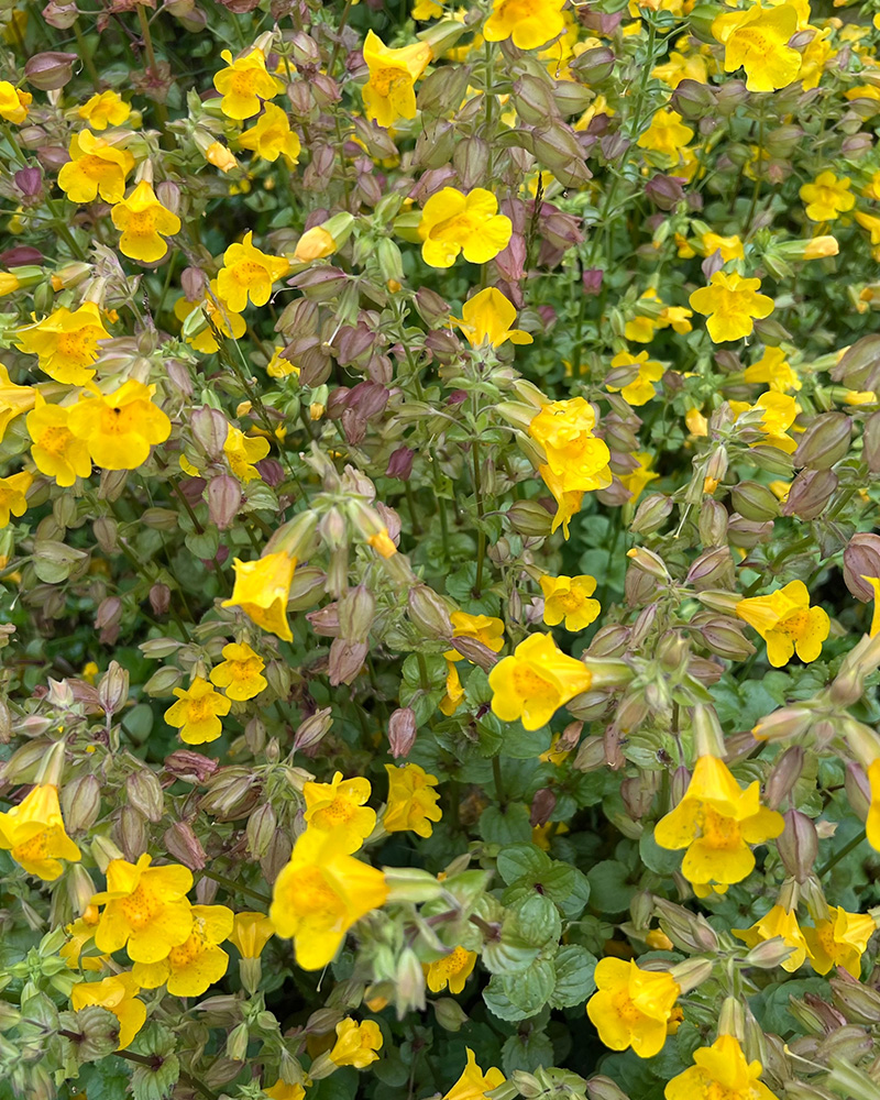 Yellow Monkey Flower #1<br><i>Mimulus guttatus</br></i>