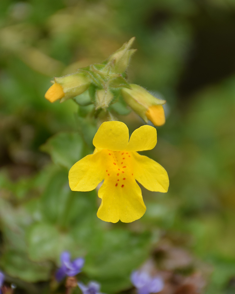 Yellow Monkey Flower #1<br><i>Mimulus guttatus</br></i>