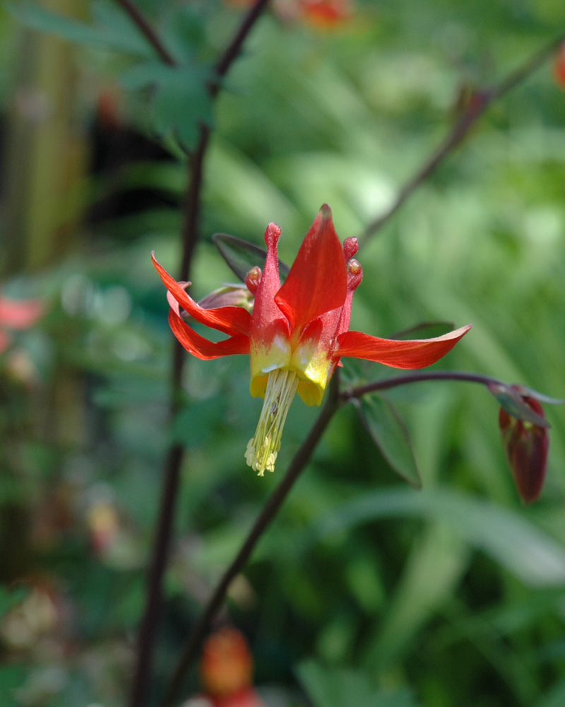 Western Columbine #1<br><i>Aquilegia formosa</br></i>