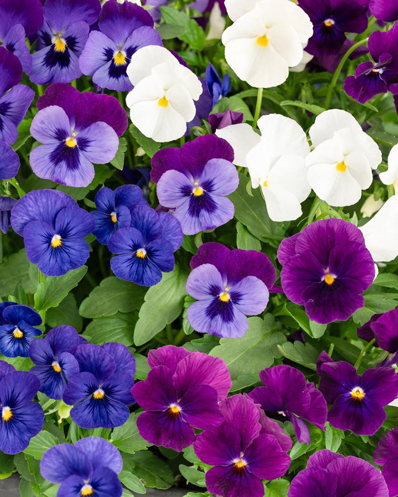 Viola ColorMax Cool Waters Mix 6 Pack