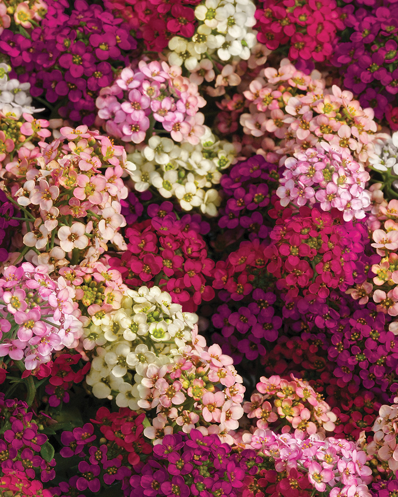 Alyssum Easter Bonnet Mix 6 Pack
