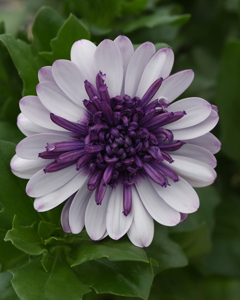 Osteospermum 4D Violet Ice 4"