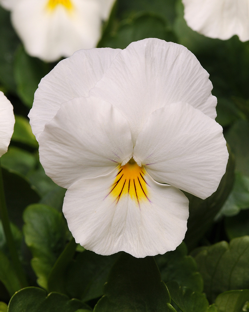 Pansy Cool Wave White 6 Pack
