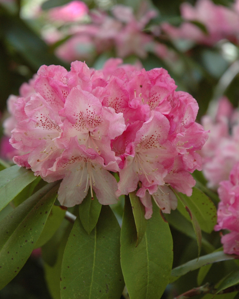 Holden Rhododendron #6<br><i>Rhododendron 'Holden'</br></i>