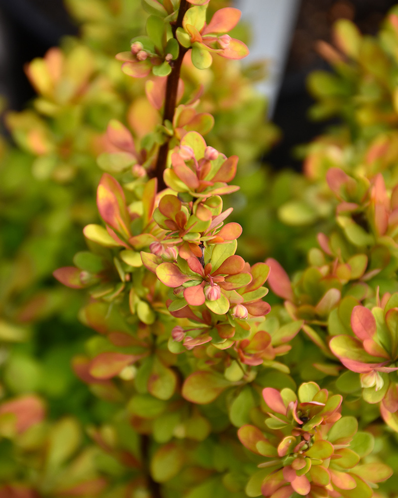 Orange Torch Barberry #3<br><i>Berberis thunbergii 'Orange Torch'</br></i>