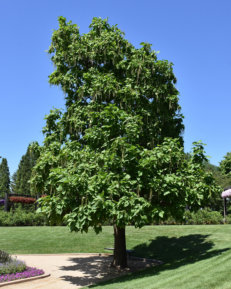 Northern Catalpa<br><i>Catalpa Speciosa</br></i>
