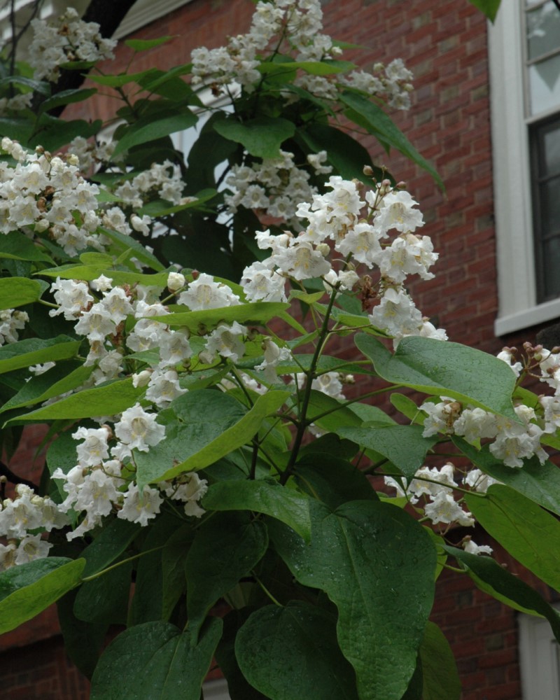 Northern Catalpa<br><i>Catalpa Speciosa</br></i>