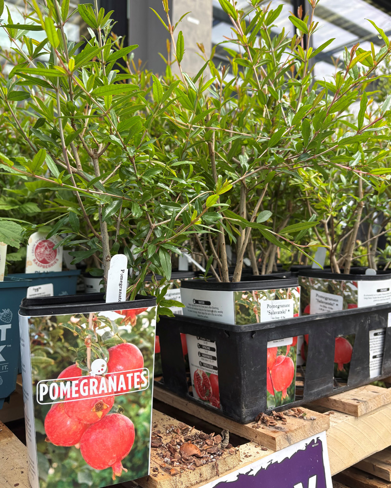 Pomegranate Salavatski 4"