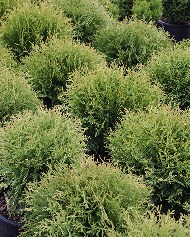 Planet Earth&reg; Arborvitae #5<br><i>Thuja occidentalis 'RUTTHU4'</br></i>