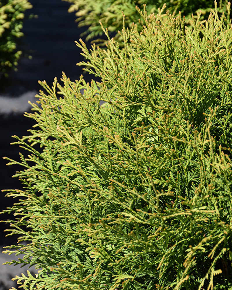 Planet Earth&reg; Arborvitae #5<br><i>Thuja occidentalis \'RUTTHU4\'</br></i>