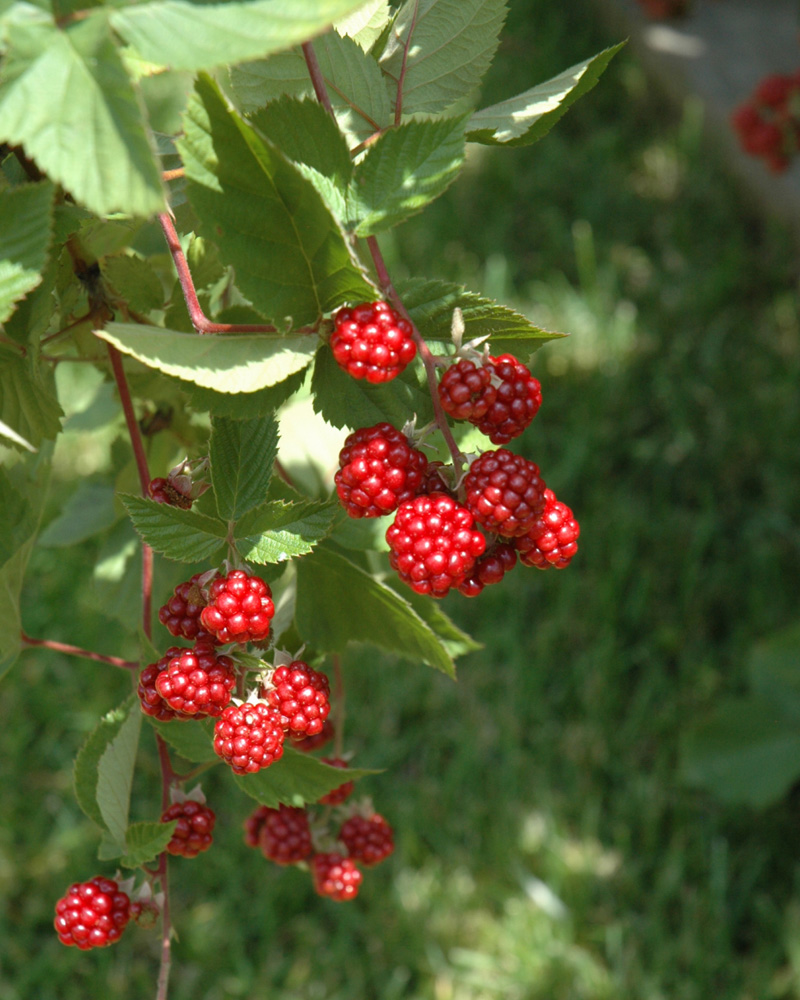 Heritage Raspberry #1<br><i>Rubus 'Heritage'</br></i>