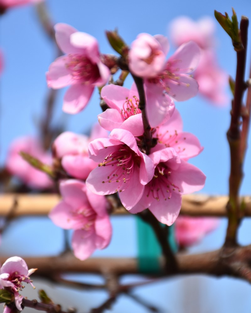 Semi-Dwarf Frost Peach #15<br><i>Prunus persica 'Frost (semi-dwarf)'</br></i>