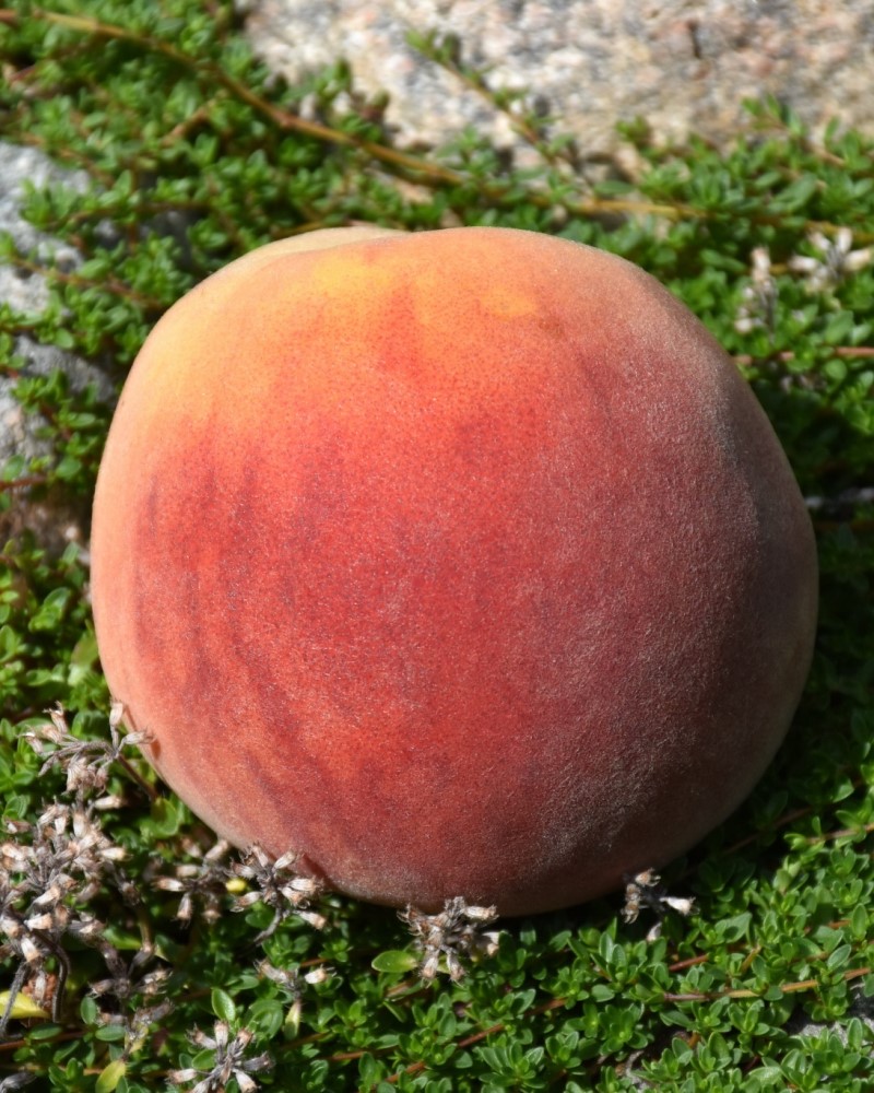 Semi-Dwarf Frost Peach #15<br><i>Prunus persica \'Frost (semi-dwarf)\'</br></i>