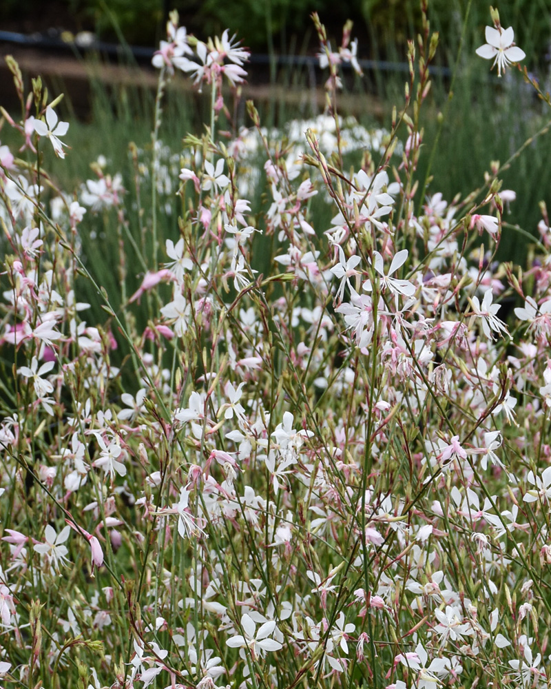 Sparkle White Gaura #1<br><i>Gaura lindheimeri 'Sparkle White'</br></i>