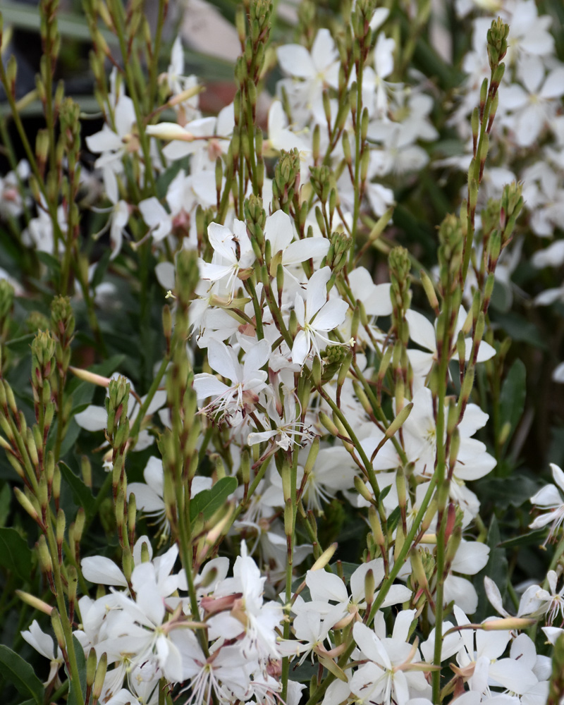 Sparkle White Gaura #1<br><i>Gaura lindheimeri \'Sparkle White\'</br></i>