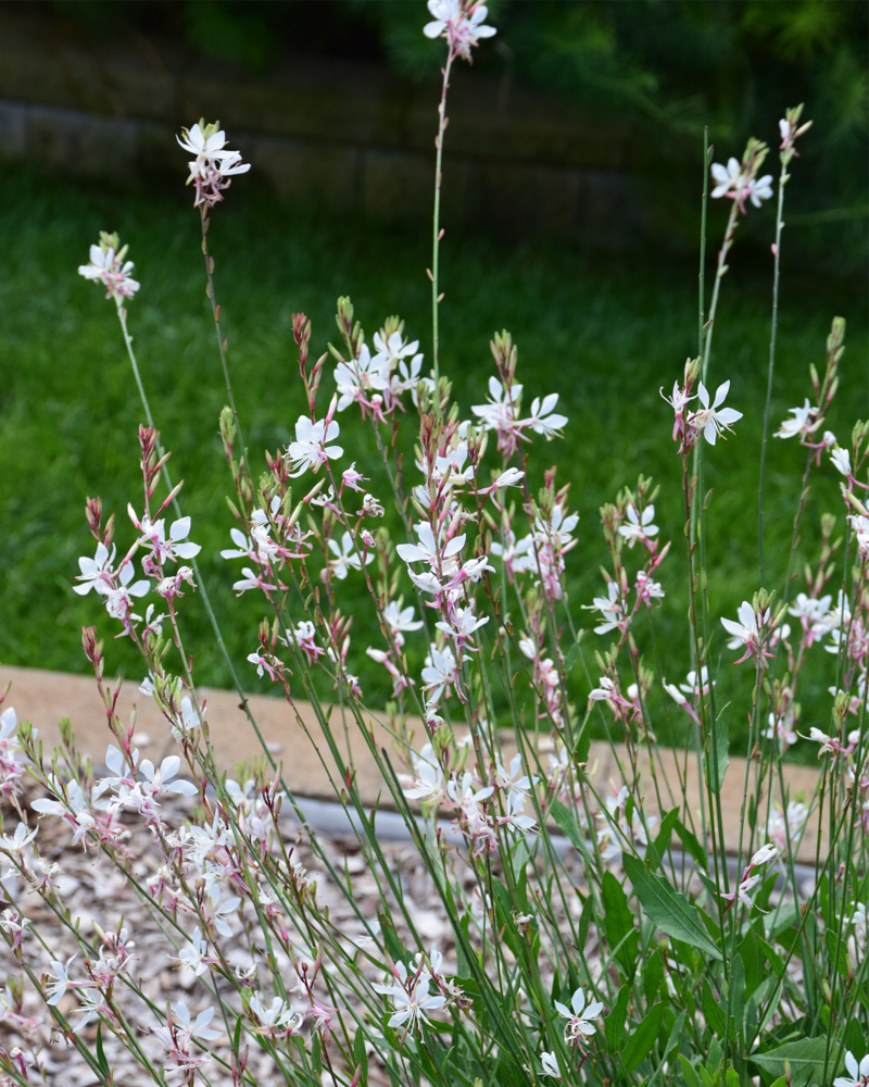 Sparkle White Gaura #1<br><i>Gaura lindheimeri \'Sparkle White\'</br></i>