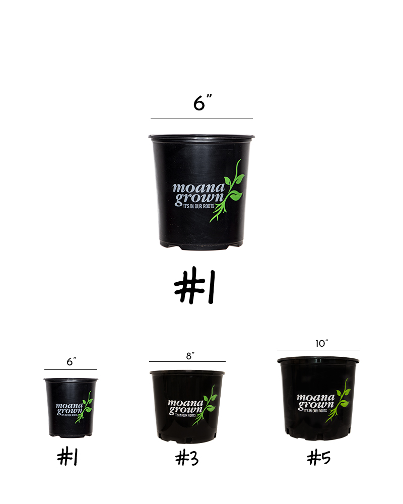 Sparkle White Gaura #1<br><i>Gaura lindheimeri \'Sparkle White\'</br></i>