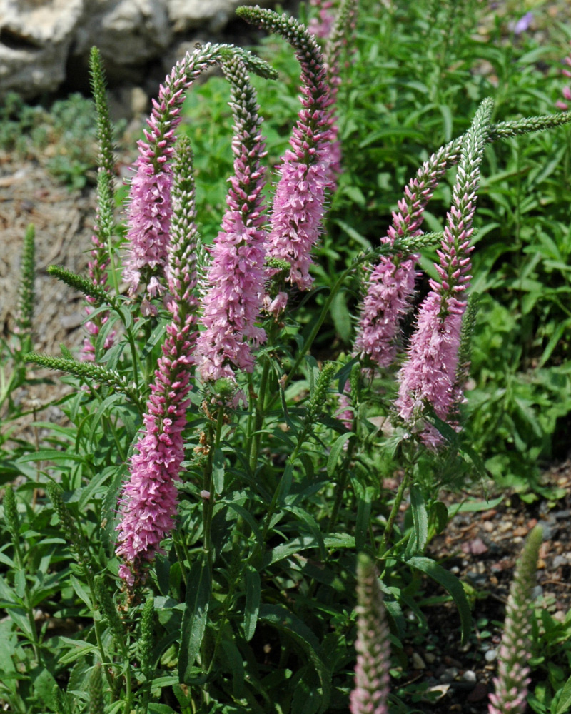 Giles van Hees Speedwell #1<br><i>Veronica spicata 'Giles van Hees'</br></i>