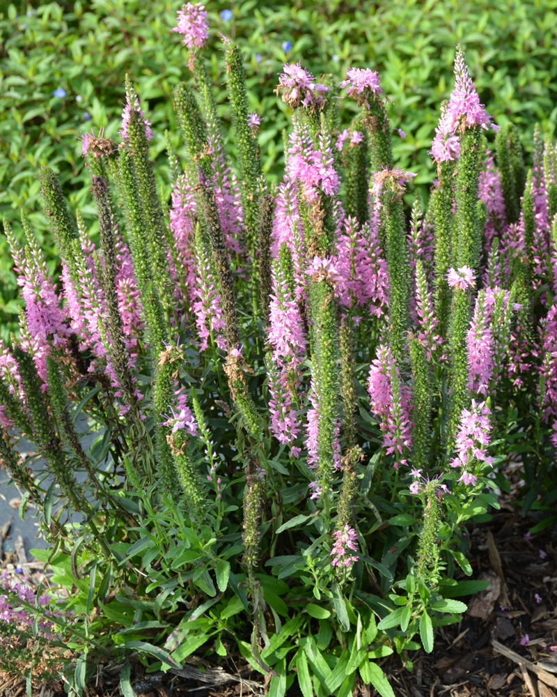Giles van Hees Speedwell #1<br><i>Veronica spicata \'Giles van Hees\'</br></i>