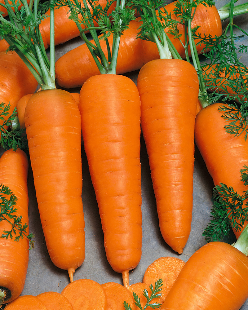Carrot Chantenay 6 Pack