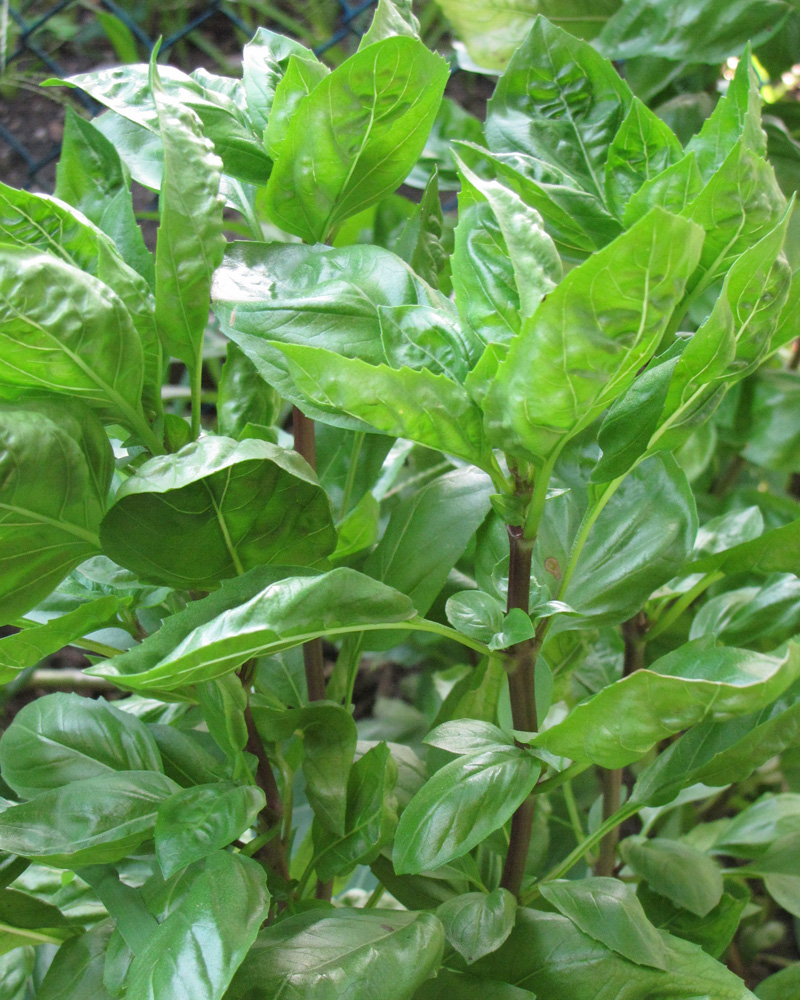 Basil Siam Queen 4"