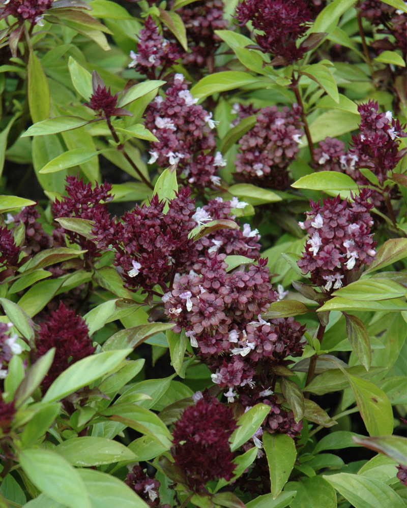 Basil Siam Queen 4\"