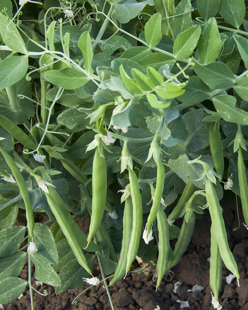 Pea Snak Hero 4"