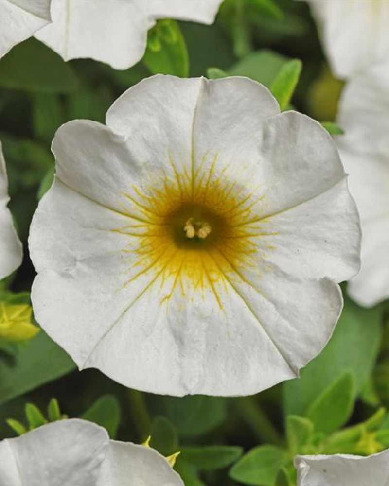 Petchoa Lemon Zest 4"