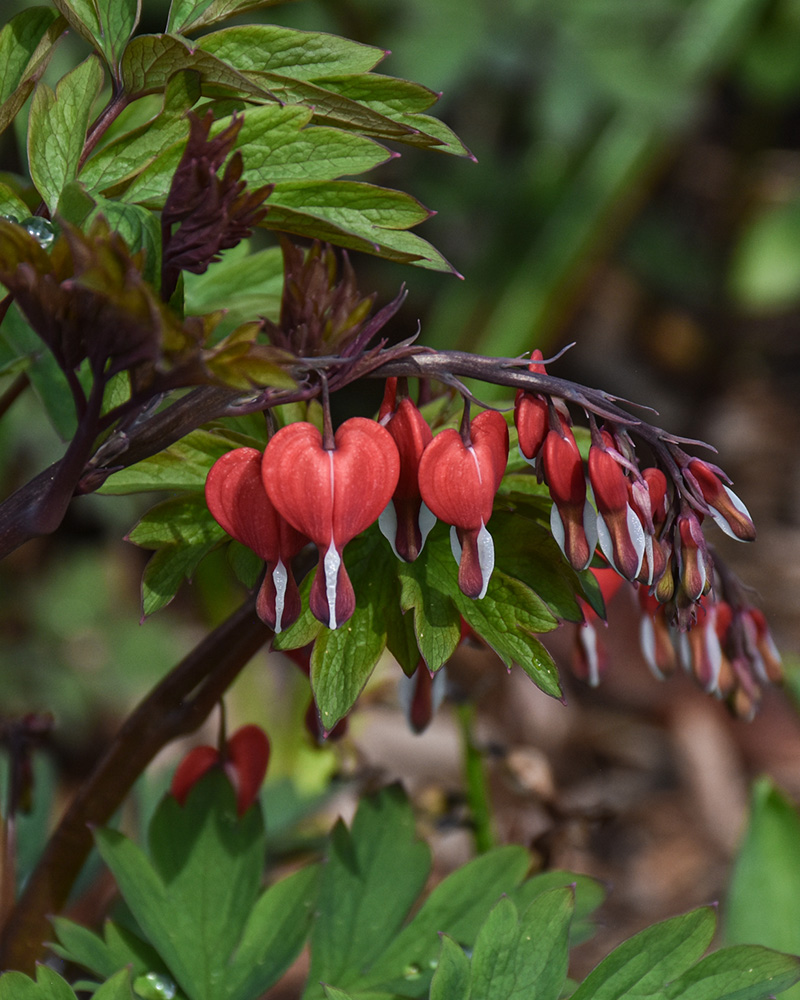 Valentine Bleeding Heart #1<br><i>Dicentra spectabilis 'Hordival'</br></i>