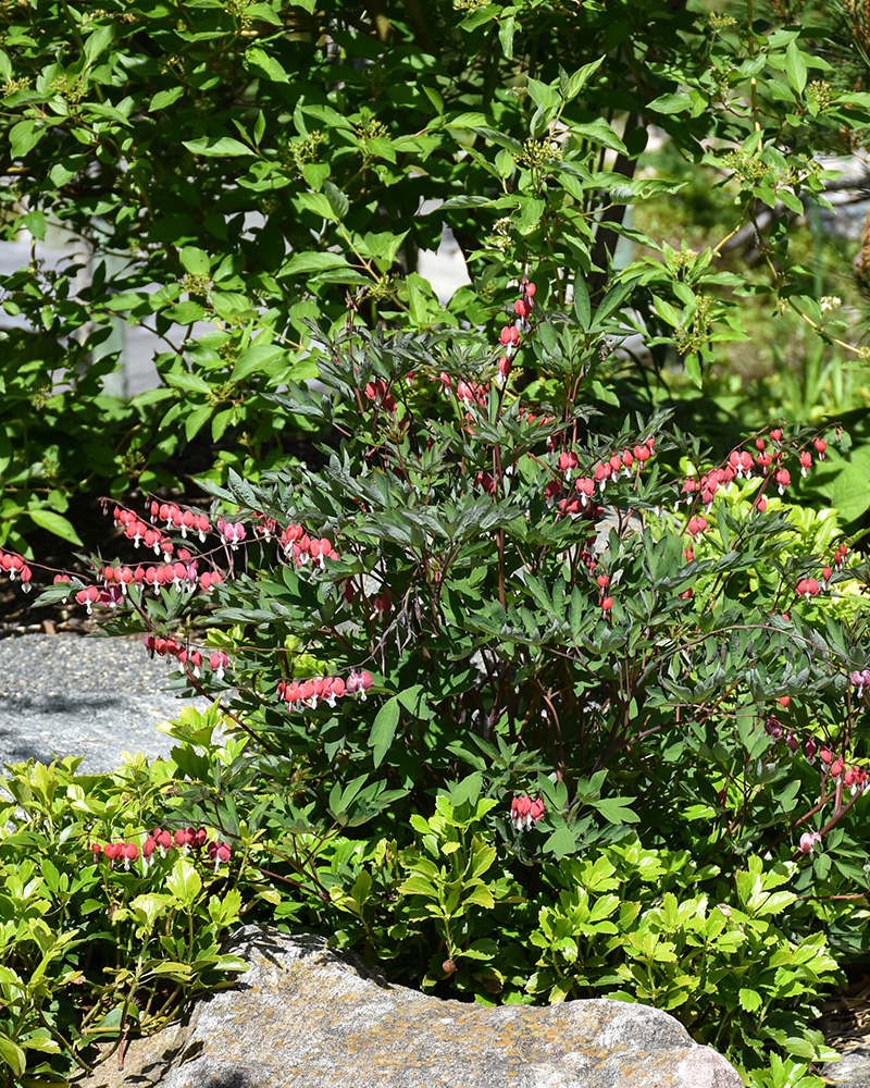 Valentine Bleeding Heart #1<br><i>Dicentra spectabilis \'Hordival\'</br></i>