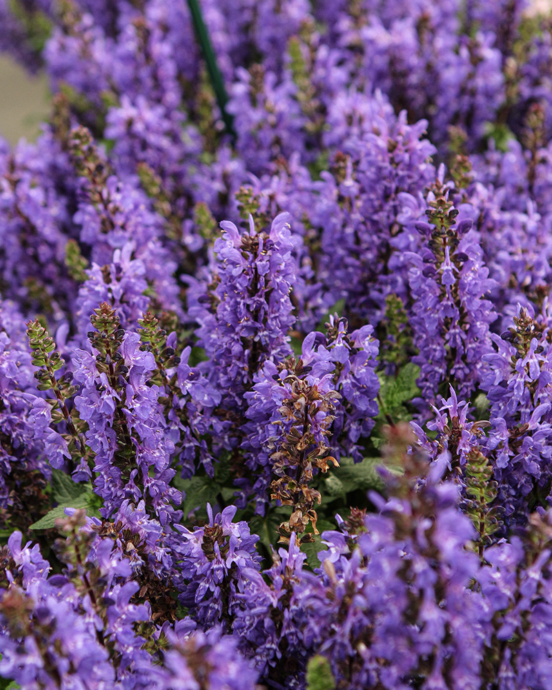 Noble Knight Sage #1<br><i>Salvia nemorosa 'Noble Knight'</br></i>