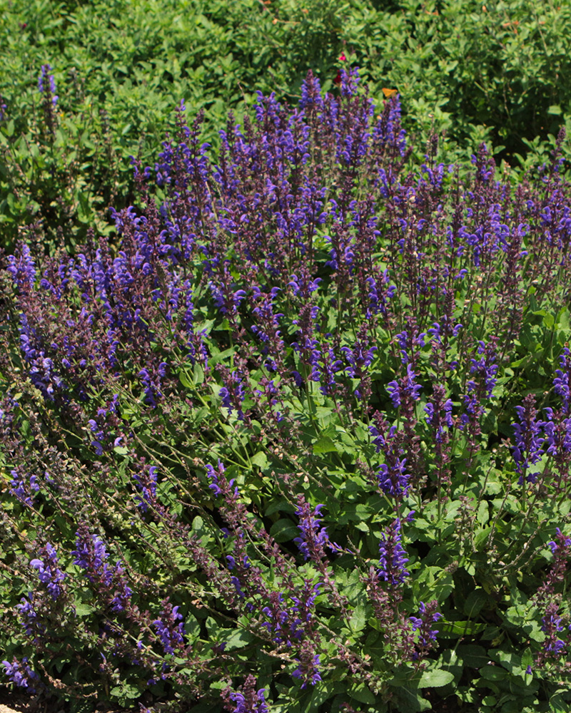 Noble Knight Sage #1<br><i>Salvia nemorosa \'Noble Knight\'</br></i>