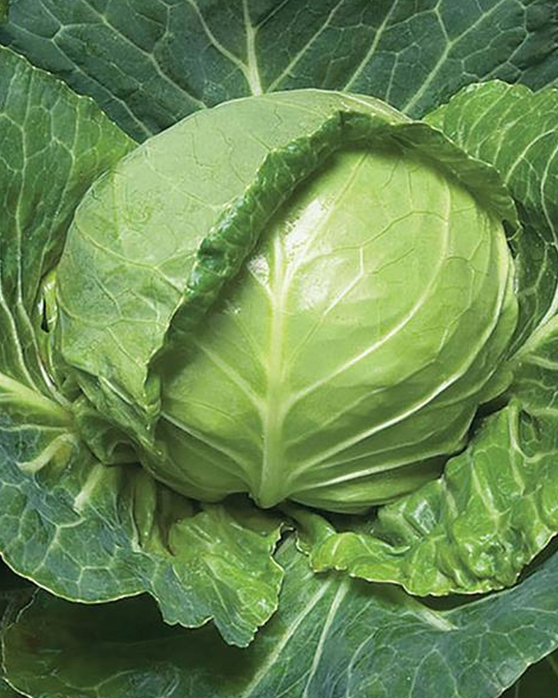Cabbage Golden Cross 6 Pack
