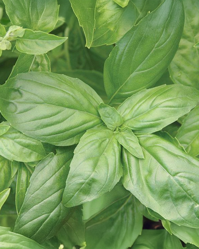 Basil Italian Large Leaf 6 Pack