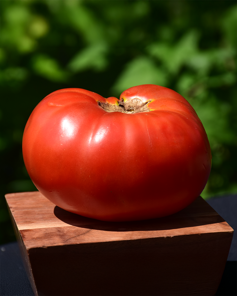 Tomato Brandywine 6 Pack