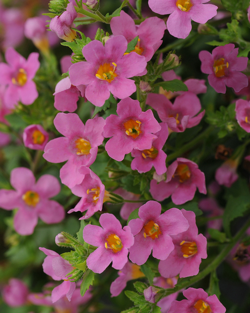 Bacopa Pinktopia 6 Pack