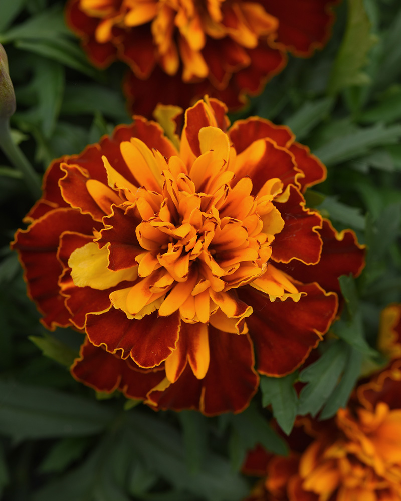Marigold Bonanza Harmony 4"