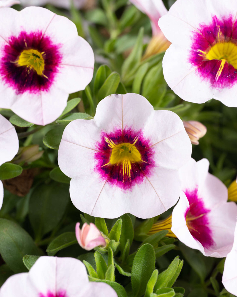 Calibrachoa Eyeconic Cherry 4"