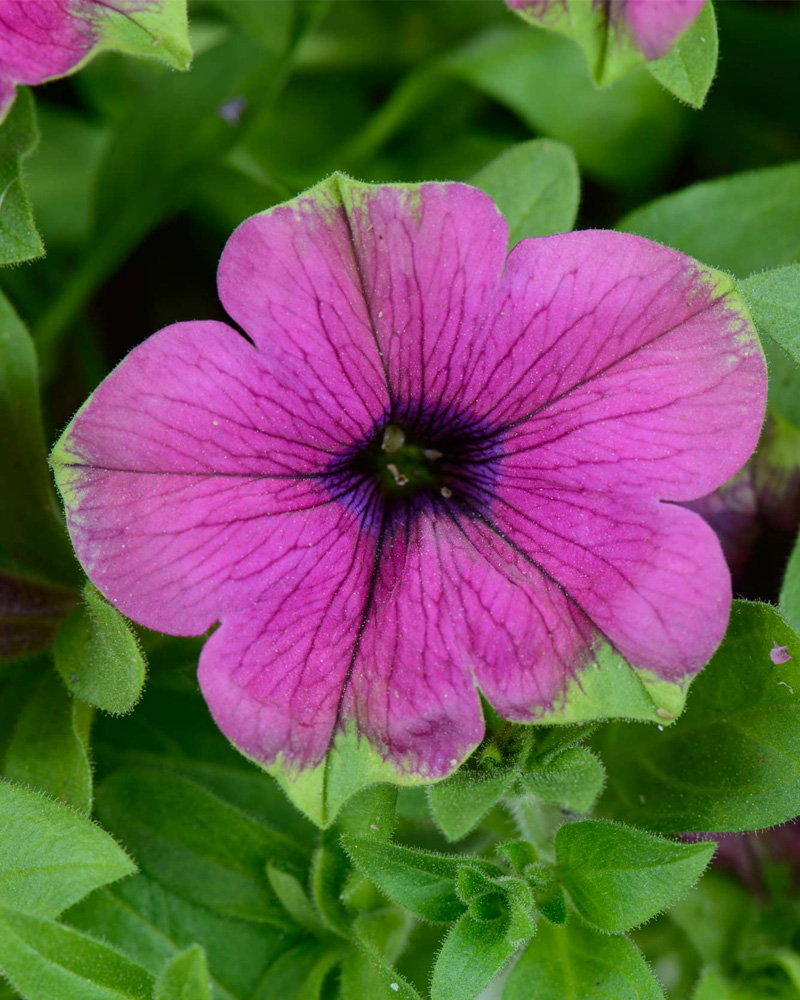 Petunia Pitaya 4"