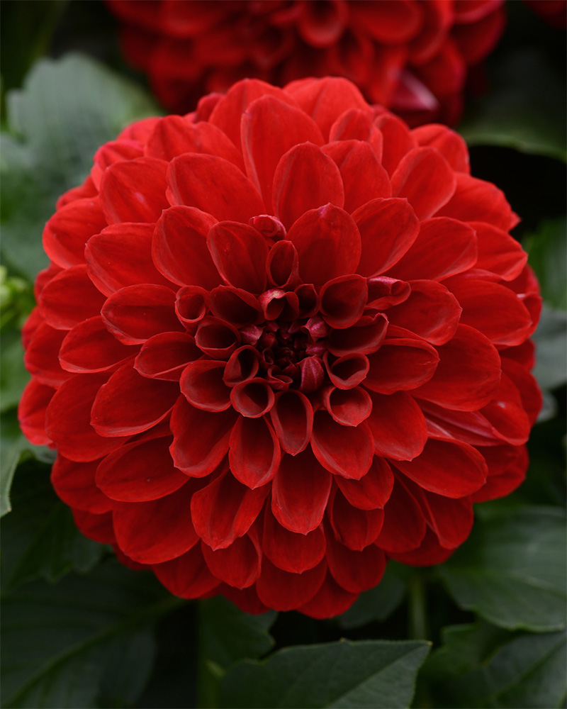 Dahlia Vampire 4"