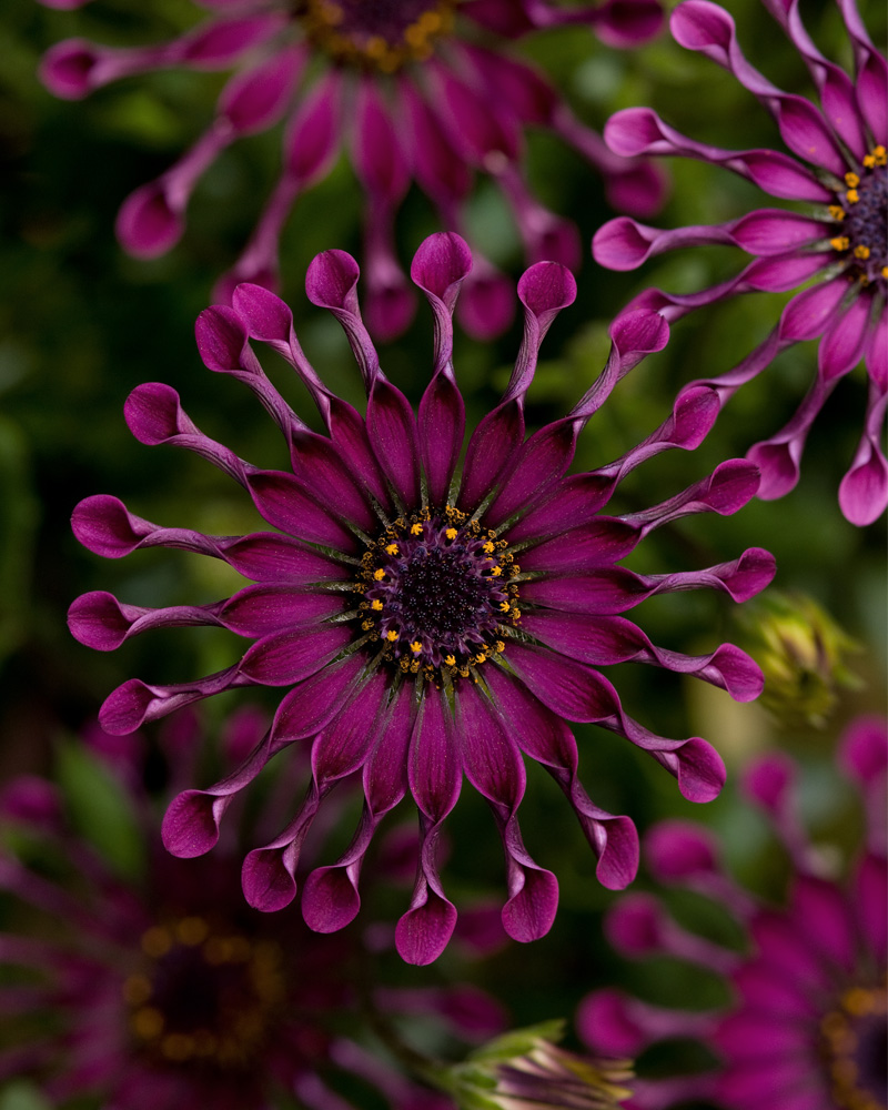 Osetospermum FlowerPower Spider Purple 4"