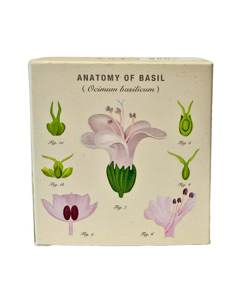 Candle Fresh Basil Plant the Box