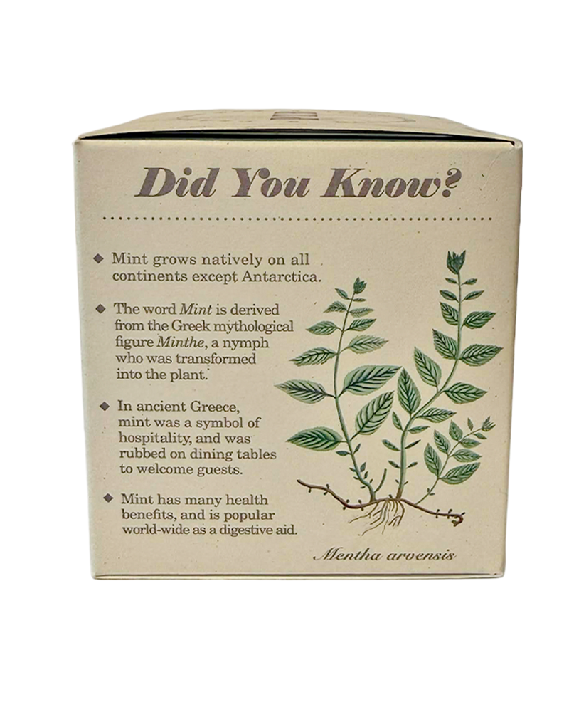 Candle Crushed Mint Plant the Box