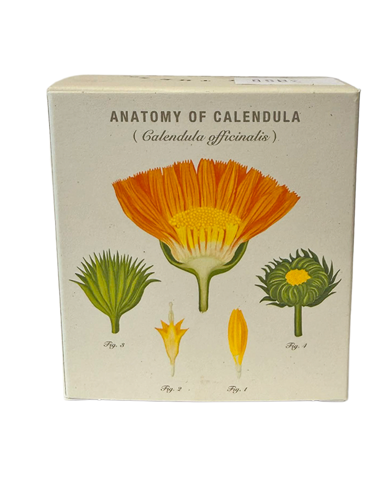 Candle Catalan Calendula Plant the Box